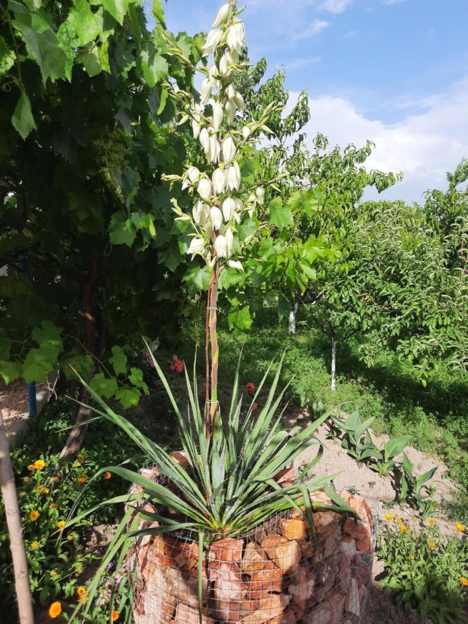 Ararat B&B Chʼiva Buitenkant foto